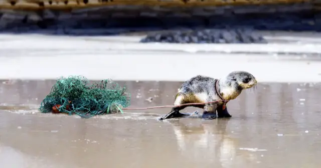 Что заставляет водных животных совершать вертикальные миграции?