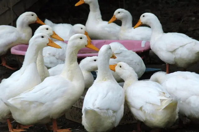 Белоголовые орланы умирают от птичьего гриппа